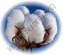 Washable Raw Cotton For Textile Industry