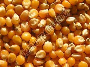 Organic Yellow Maize Seeds For Human Consuption