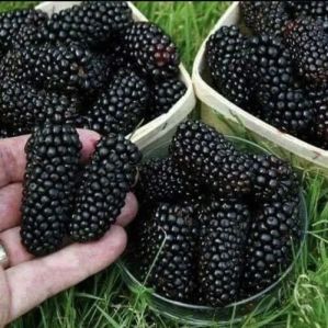 Fresh Blackberry