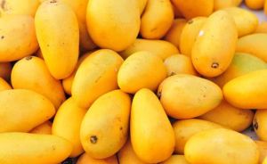 Fresh Mango 5 To 7 Days, Packaging Type : Plastic Bag, Packaging Size : 5-25kg