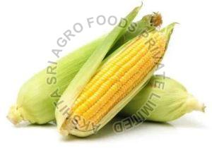 Organic Fresh Maize, Color : Yellow, Packaging Type : PP Bags For Human Consumption