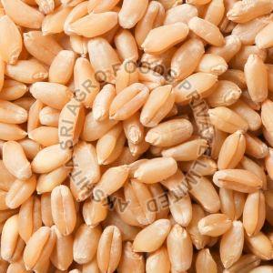 Natural Wheat Seeds, Color : Light Brown 6-12 Months, Packaging Type : PP Bags