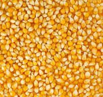 animal feed yellow maize seeds