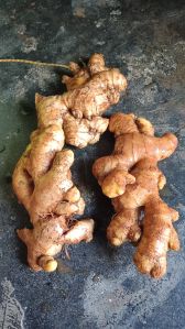 Ginger Powder, Color : Yellow, Packaging Size : 10 Kg