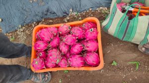 Pink Dragon Fruit