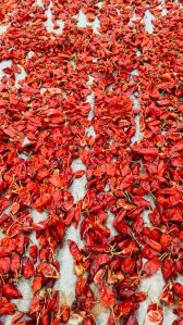 Red Chilli For Cooking, Spices Human Consumption