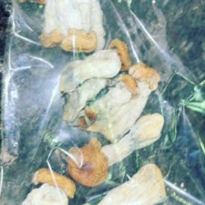 Mushroom Drugs, Color : White, Packaging Type : Polythene Bag, Packaging Size : Cardboard Boxes (5 Kg