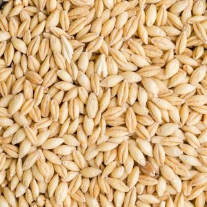 Premium Barley Grain