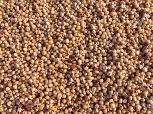 Premium Sorghum Seeds