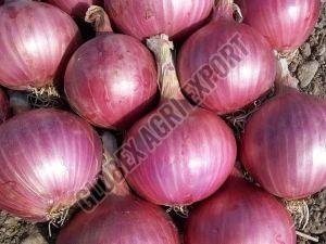 Fresh Red Onion 7-15days, Packaging Size : 10-50kg, Packaging Type : Mesh Bag