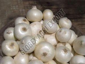 Fresh White Onion 7-15 Days, Packaging Size : 10-50kg, Packaging Type : Mesh Bag