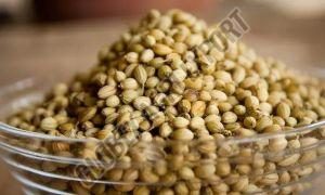 Raw Premium Coriander Seeds 6-12 Months Maximum 8%, Packaging Type : Plastic Bag