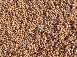 Premium Sorghum Seeds, Color : Creamy 6-12 Months, Packaging Size : 25-50kg