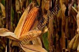 Organic Premium Yellow Maize, Packaging Type : PP Bag For Human Consumption