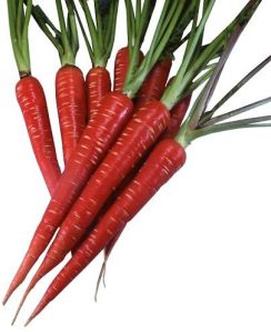 Fresh Red Carrot