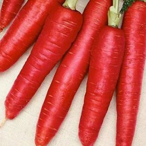 A Grade Fresh Carrot