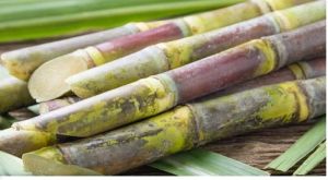 Natural Fresh Sugarcane