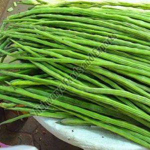 Natural Fresh Drumstick, Color : Green, Packaging Type : Bag, Packaging Size : 20 Kg