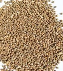 Barnyard Millet Seeds