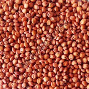 Organic Red Sorghum Millet Seeds Dried, Packaging Size : 5-25kg, Packaging Type : Plastic Bag