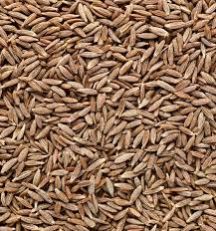 Raw Cumin Seeds