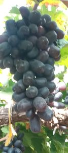 Fresh Rose Grape