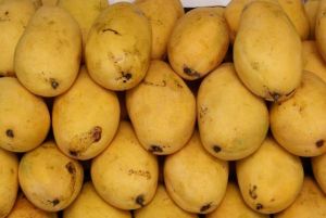 Fresh Chausa Mango, Color : Yellow, Packaging Size : 5-25kg, Packaging Type : Plastic Box