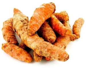 Natural Fresh Turmeric, Form : Whole, Packaging Type : Plastic Bag, Packaging Size : 5-10 Kg