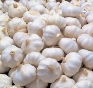 Fresh White Garlic