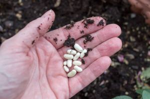 Hybrid Vegetable Seeds