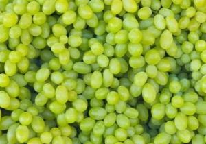 Organic Fresh Green Grapes 3-5 Days, Packaging Type : Plastic Bag, Packaging Size : 5-25kg