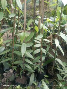 Organic Vanilla Plants, Color : Natural Green, Packaging Type : Plastic Bag For Garden