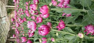 Pink Chrysanthemum Flower