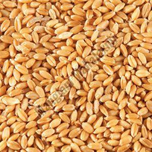 Organic Wheat Seeds, Packaging Type : Bag