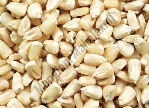 Natural White Maize Seeds, Packaging Type : Bag