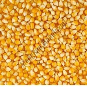 Natural Yellow Maize Seeds For Cattle Feed, Human Consuption