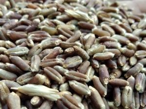 Black Wheat Seeds