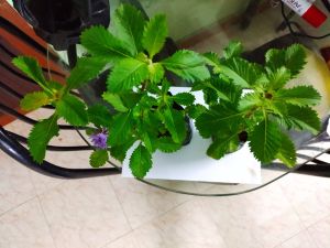 Green Herbal Medicinal Plants, Packaging Type: Poly