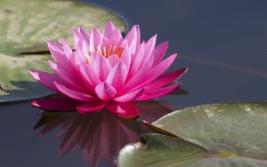kamal phool, lotus flower