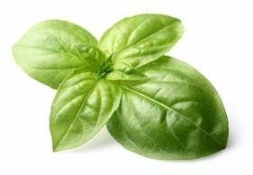 Sweet basil