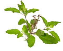 Tulsi