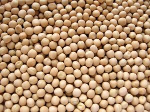 White Pea Safed Vatana