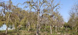 dry amla seeds