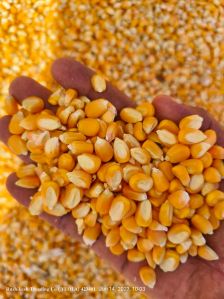 yellow corn seeds