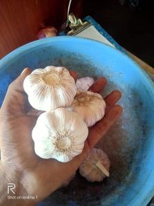 Full gola garlic