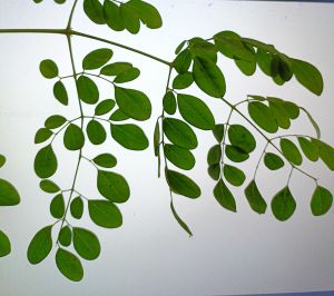 drumstick leaves