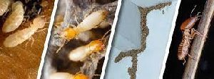 termite control services