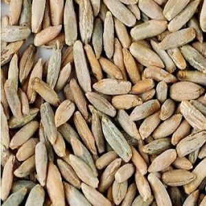 Rye Grain Seeds