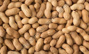 Natural Whole Groundnut