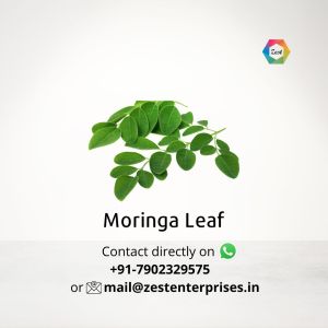 moringa leaf